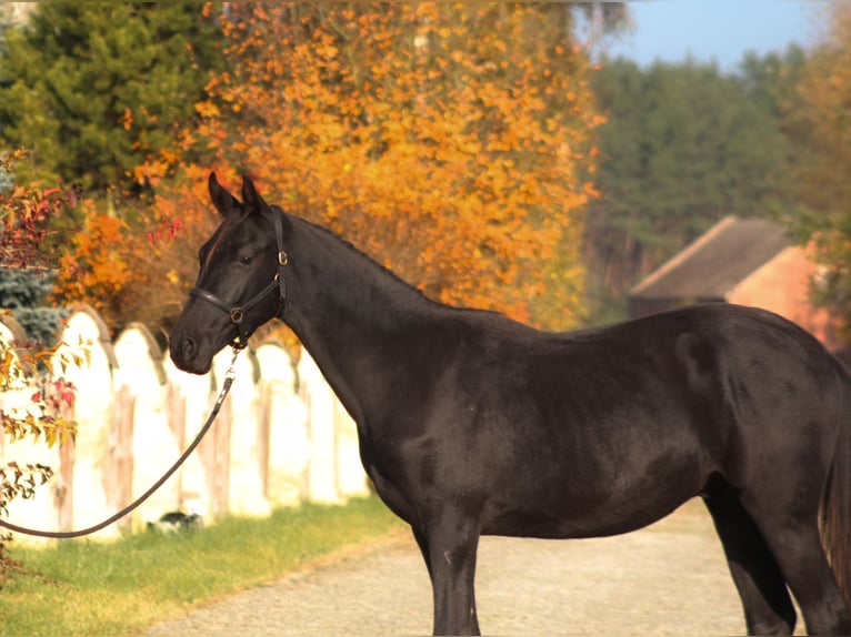 Anglo arabe Étalon 1 Année 173 cm Noir in Santok