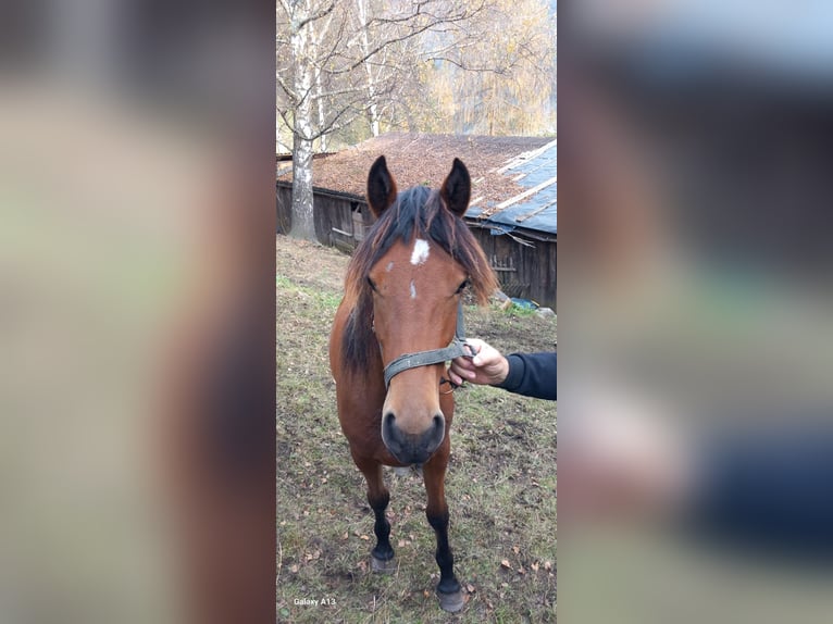 Anglo arabe Étalon 1 Année 175 cm in Stall