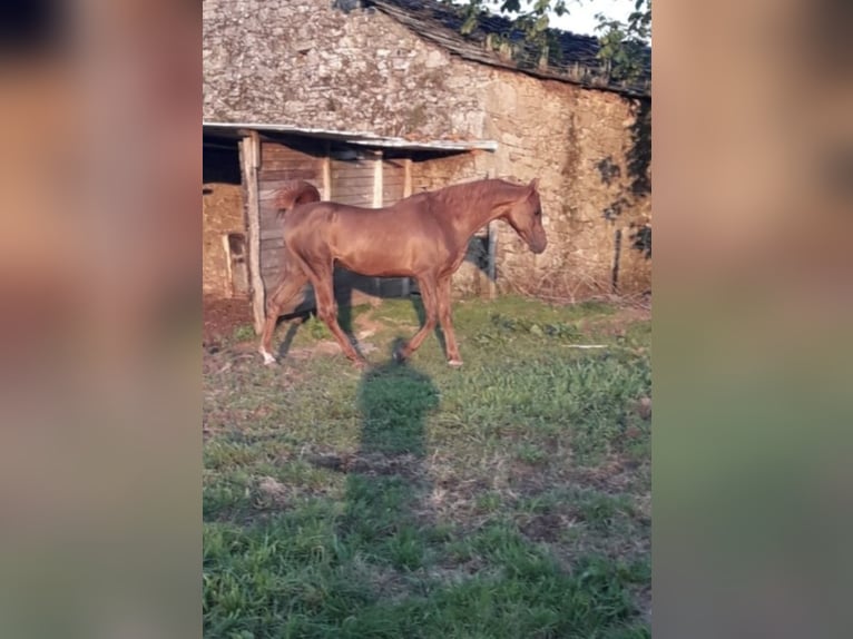 Anglo arabe Étalon 2 Ans 148 cm in Rodeiro (San Vicente)