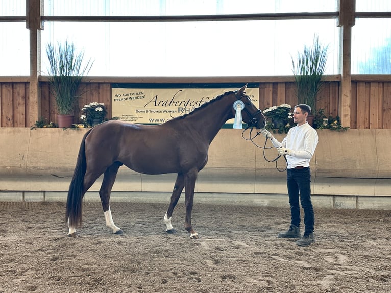 Anglo arabe Étalon 3 Ans 168 cm Alezan in Kalbach