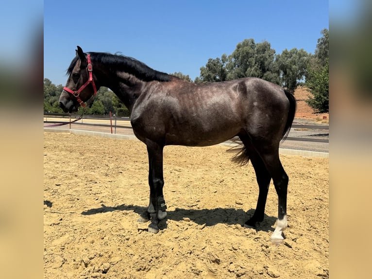 Anglo arabe Étalon 4 Ans 160 cm Gris noir in Linaresnares