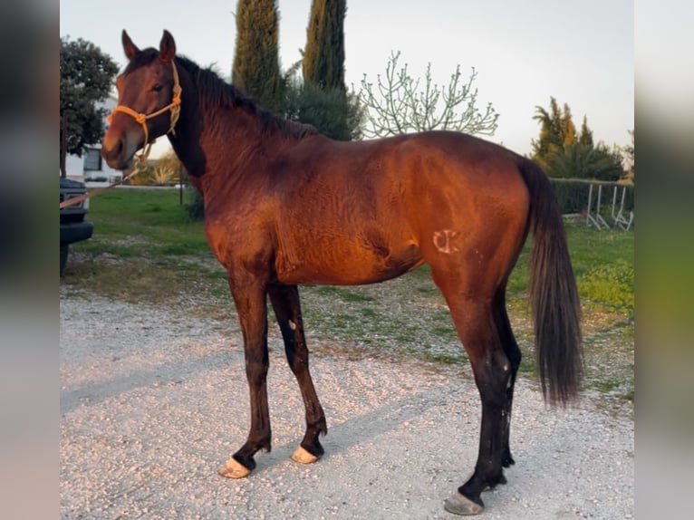 Anglo arabe Étalon 4 Ans 163 cm Bai in Moron De La Fronteramo