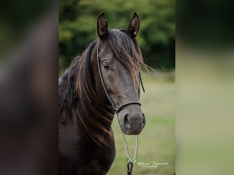 Anglo arabe Étalon 5 Ans 153 cm Noir in Beaumont-de-boeuf