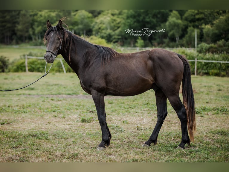 Anglo arabe Étalon 5 Ans 153 cm Noir in Beaumont-de-boeuf