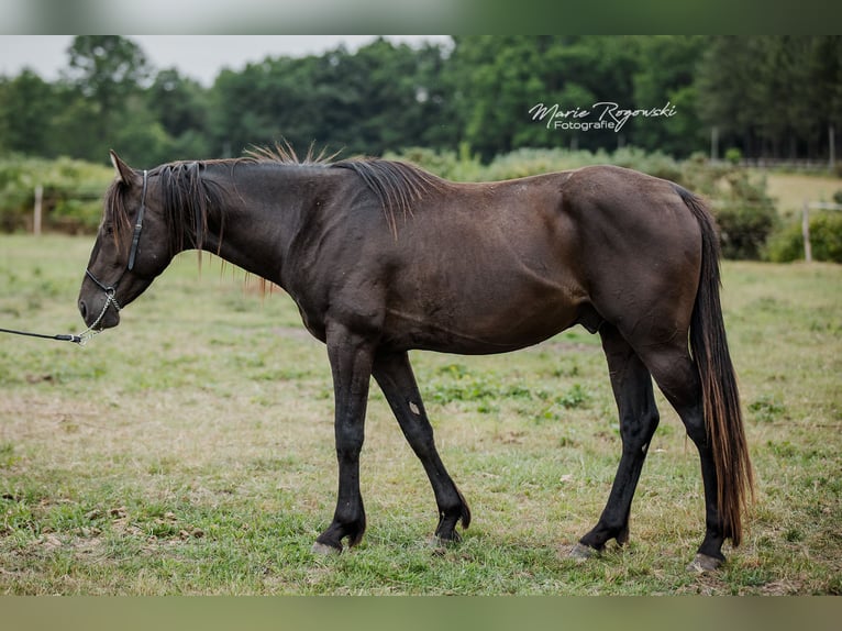Anglo arabe Étalon 5 Ans 153 cm Noir in Beaumont-de-boeuf