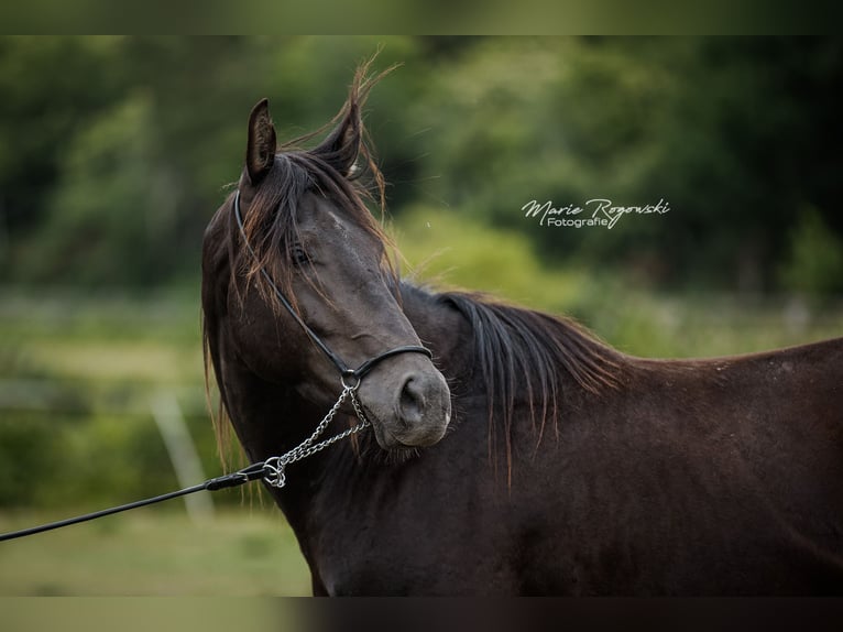 Anglo arabe Étalon 5 Ans 153 cm Noir in Beaumont-de-boeuf