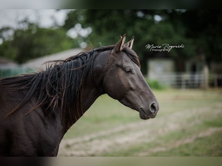 Anglo arabe Étalon 5 Ans 153 cm Noir in Beaumont-de-boeuf