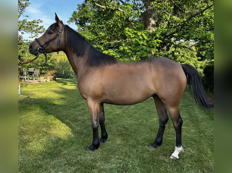 Anglo arabe Étalon 5 Ans 156 cm Bai brun in turckheim