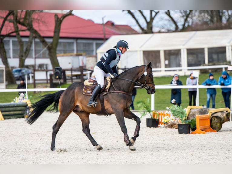 Anglo arabe Étalon 6 Ans 164 cm Bai brun in Sitno