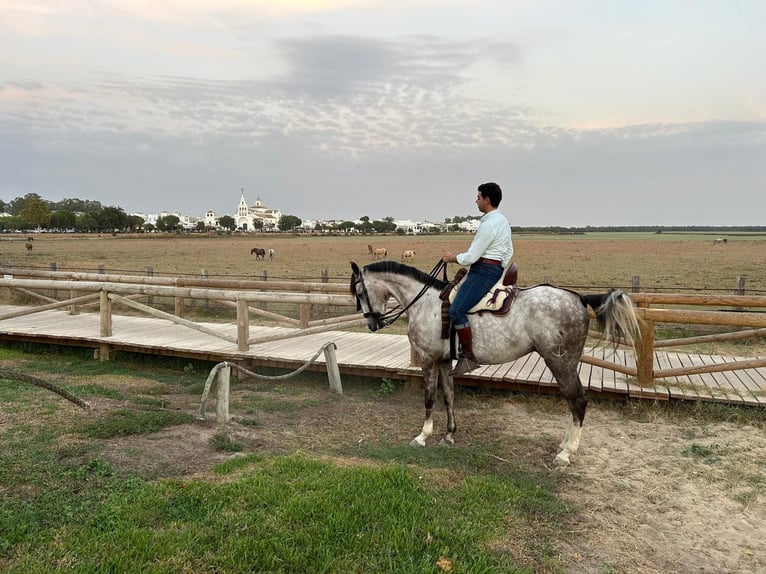 Anglo arabe Étalon 6 Ans 165 cm Gris in Villanueva De Cordoba