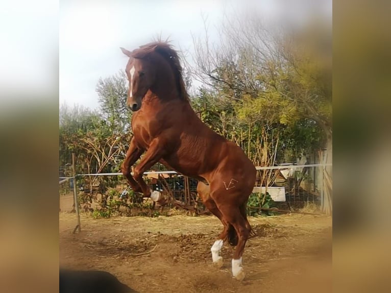 Anglo arabe Étalon 7 Ans 160 cm Alezan in Cañada Rosal