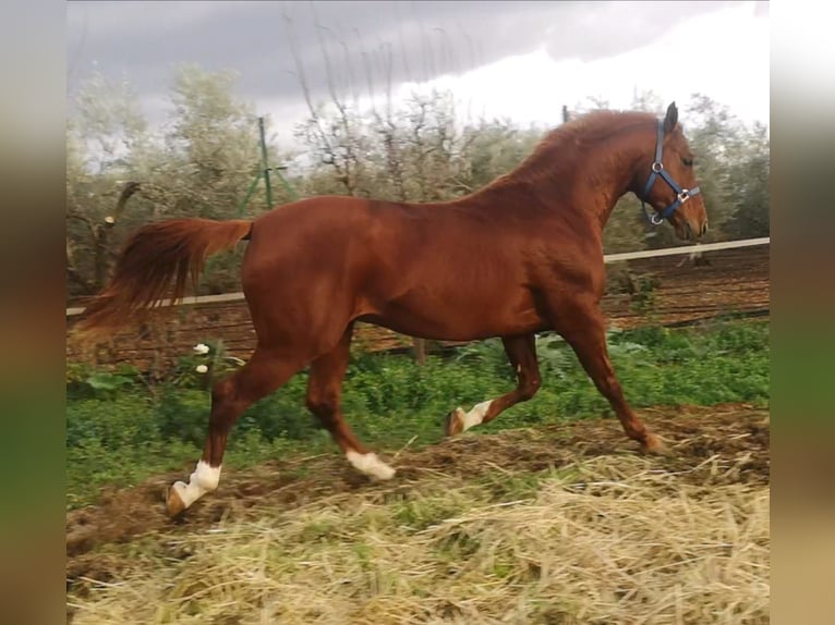 Anglo arabe Étalon 7 Ans 160 cm Alezan in Cañada Rosal