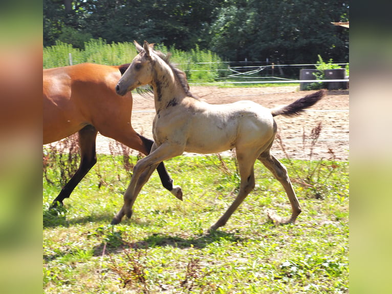 Anglo arabe Étalon Poulain (01/2026) 167 cm Buckskin in Duvennest