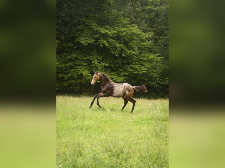 Anglo arabe Étalon Poulain (03/2024) in Lüdersdorf