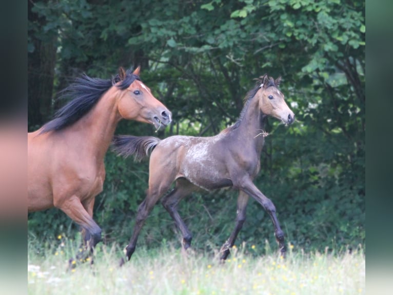 Anglo arabe Étalon Poulain (03/2024) in Lüdersdorf