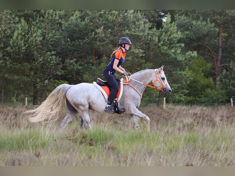 Anglo arabe Hongre 10 Ans 154 cm Gris in Moulin du ruy
