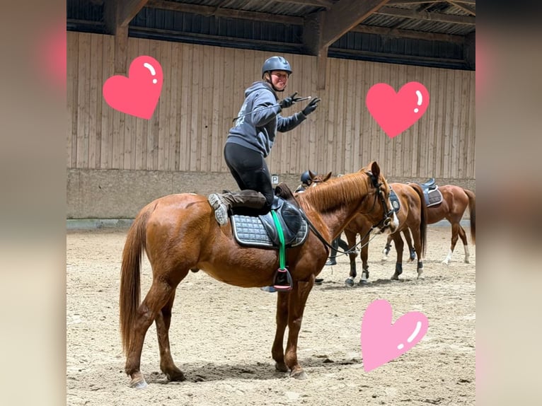 Anglo arabe Croisé Hongre 10 Ans 155 cm Alezan in Malemort