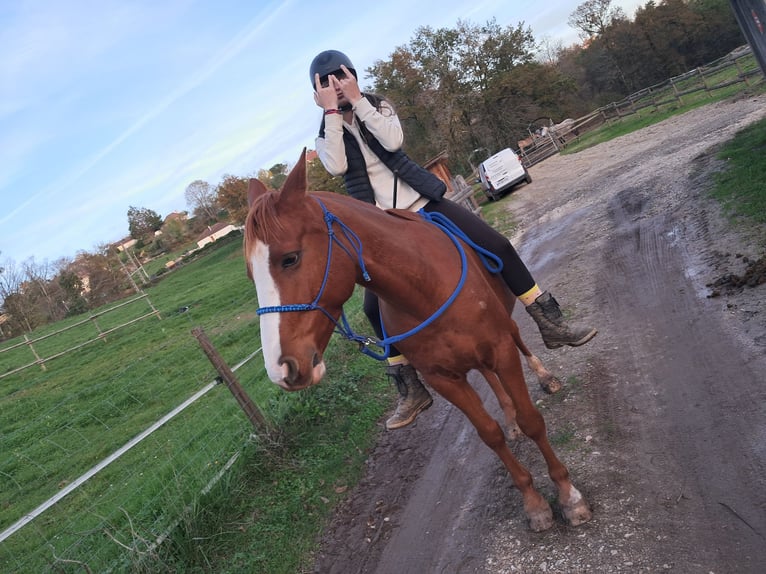 Anglo arabe Croisé Hongre 10 Ans 155 cm Alezan in Malemort