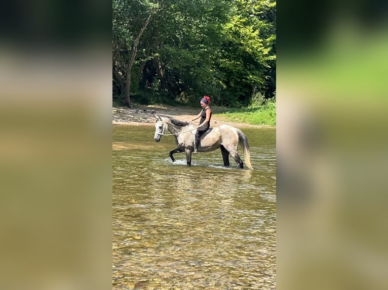 Anglo arabe Hongre 10 Ans 162 cm Gris in Euzet