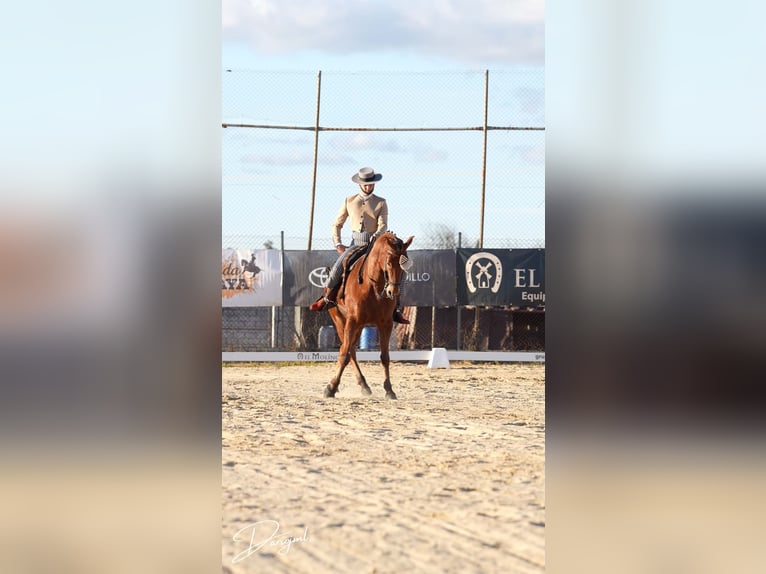Anglo arabe Hongre 10 Ans 164 cm Bai in Galaroza (Huelva)