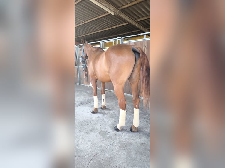 Anglo arabe Hongre 10 Ans 165 cm Alezan cuivré in Canoves