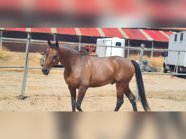 Anglo arabe Hongre 10 Ans 165 cm Bai brun in Avila