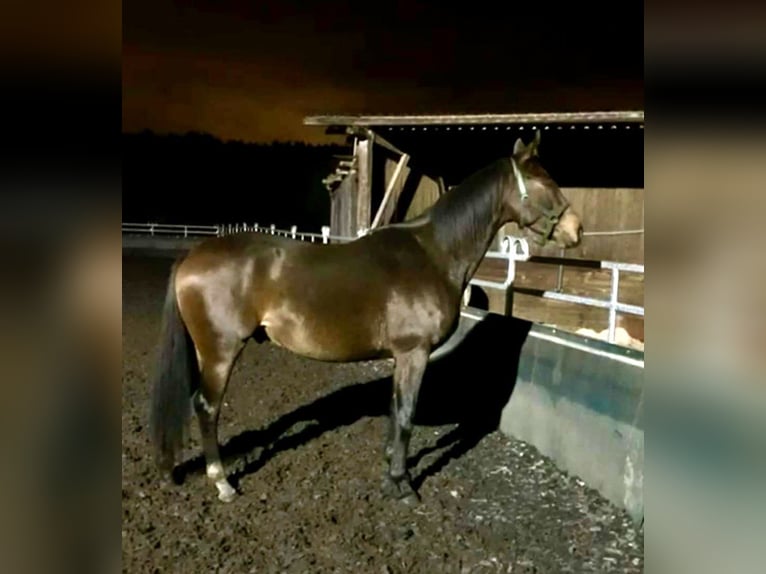 Anglo arabe Hongre 10 Ans 172 cm Bai brun in Biskupiec