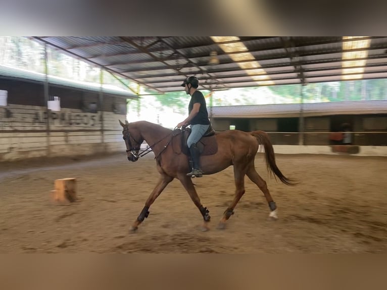 Anglo arabe Hongre 11 Ans 170 cm Alezan in Pontevedra