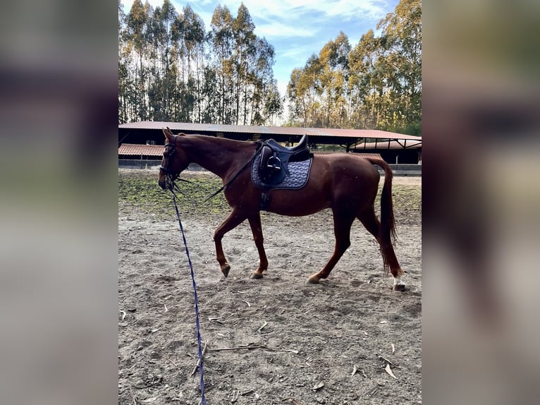 Anglo arabe Hongre 11 Ans 170 cm Alezan in Pontevedra