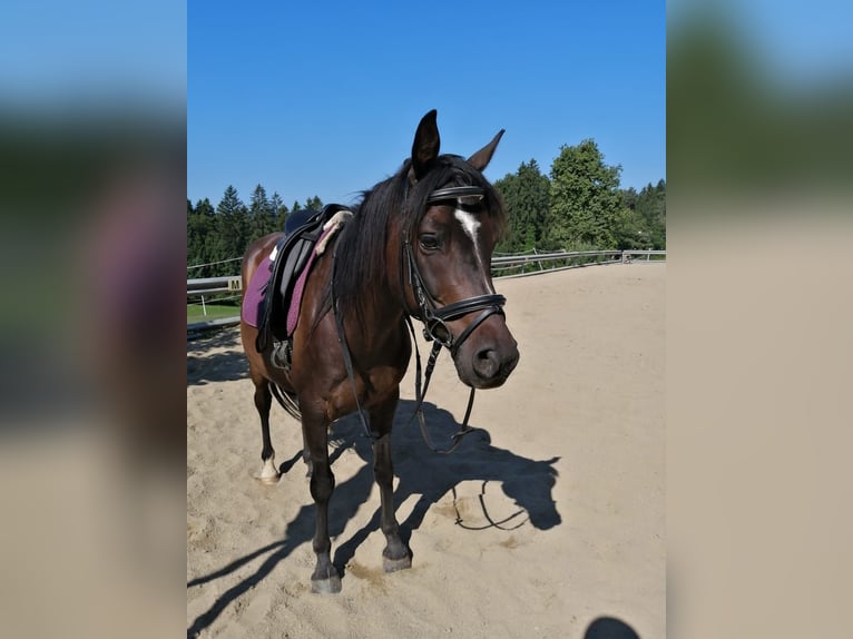 Anglo arabe Hongre 12 Ans 155 cm Bai brun in Stallhofen