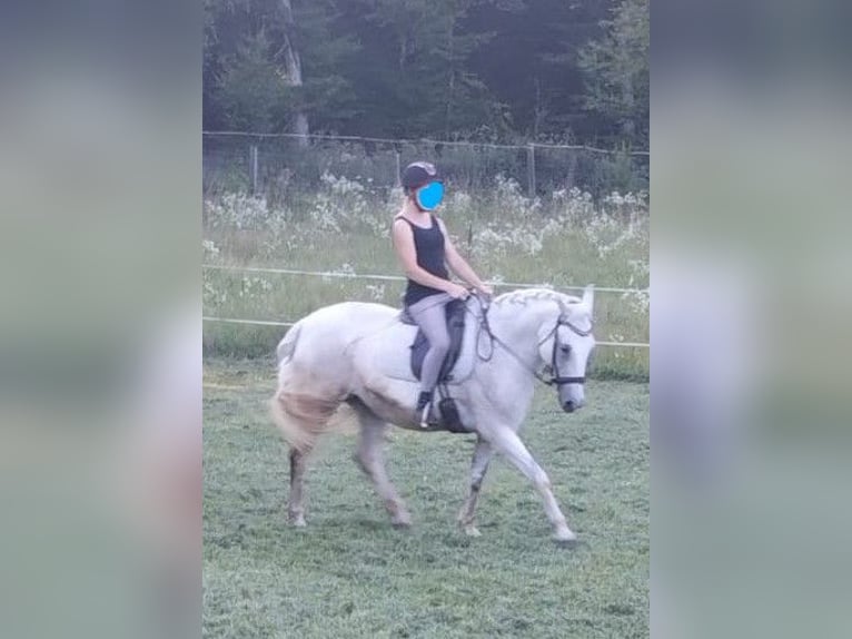 Anglo arabe Croisé Hongre 13 Ans 150 cm Gris pommelé in Geretsberg