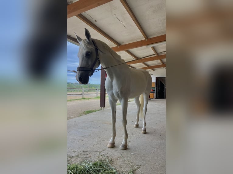 Anglo arabe Hongre 14 Ans 158 cm Gris in Cornellà del Terri