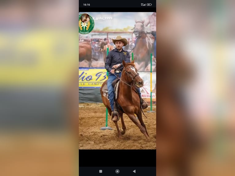 Anglo arabe Hongre 15 Ans 165 cm Alezan in Aprilia