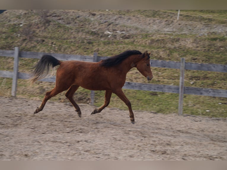 Anglo arabe Hongre 2 Ans 158 cm Bai in Achenkirch