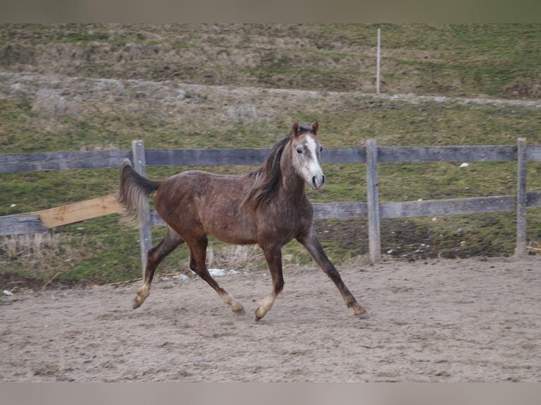 Anglo arabe Hongre 2 Ans 158 cm  in Achenkirch