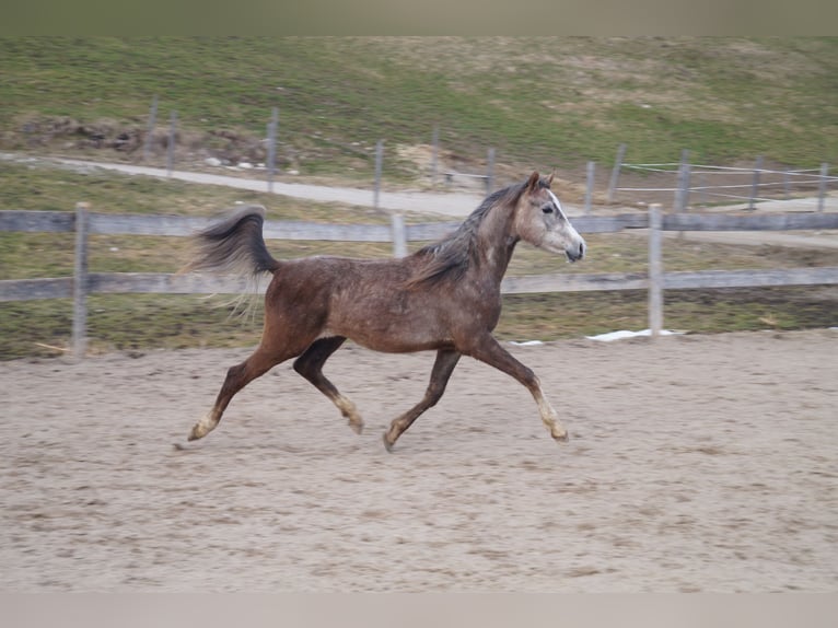 Anglo arabe Hongre 2 Ans 158 cm  in Achenkirch