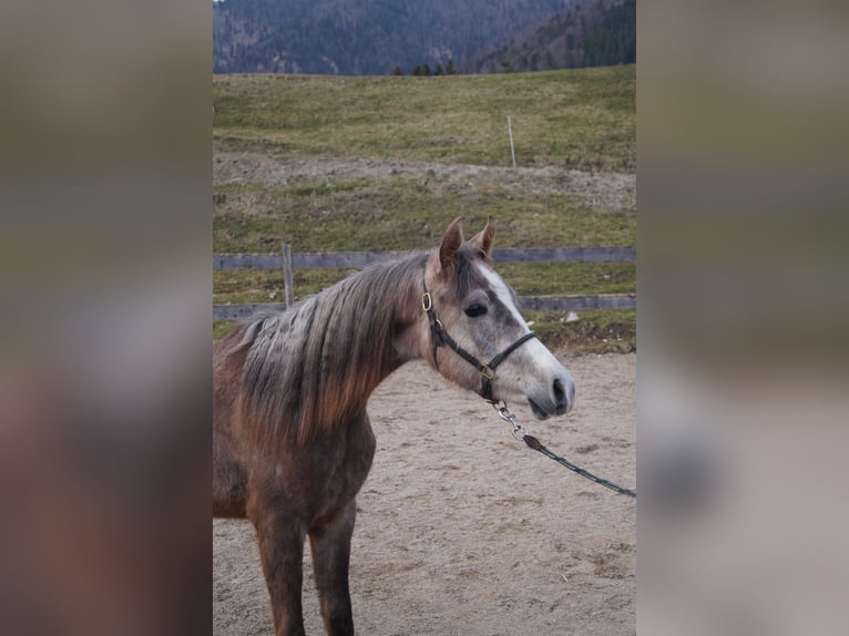 Anglo arabe Hongre 2 Ans 158 cm  in Achenkirch