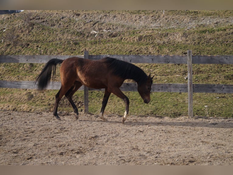 Anglo arabe Hongre 2 Ans 158 cm Rouan bleu in Achenkirch