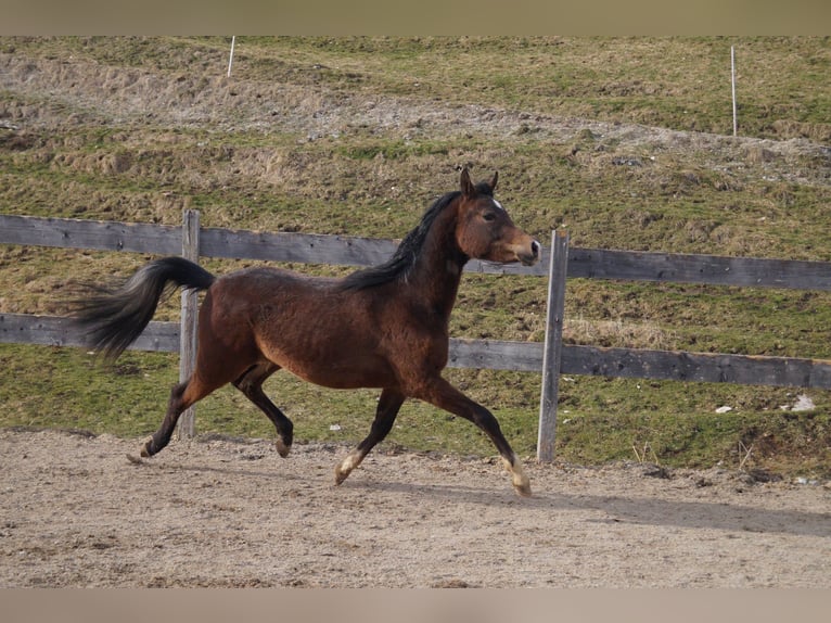 Anglo arabe Hongre 2 Ans 158 cm Rouan bleu in Achenkirch