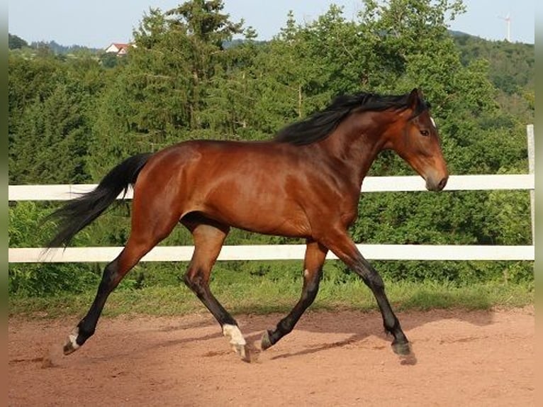Anglo arabe Hongre 2 Ans 160 cm Bai brun in Freiamt