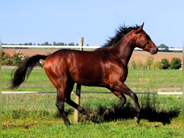 Anglo arabe Hongre 2 Ans 160 cm Bai brun in Kehl