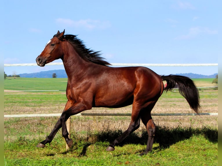Anglo arabe Hongre 2 Ans 160 cm Bai brun in Kehl
