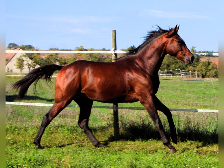 Anglo arabe Hongre 2 Ans 160 cm Bai brun in Kehl
