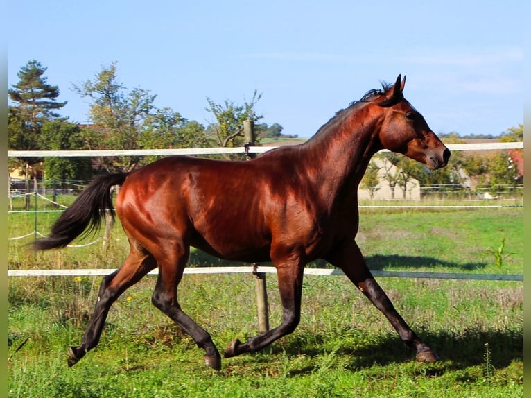 Anglo arabe Hongre 2 Ans 160 cm Bai brun in Kehl