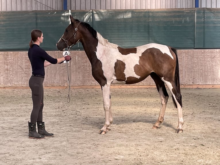 Anglo arabe Hongre 2 Ans 167 cm Pinto in Bad Oldesloe