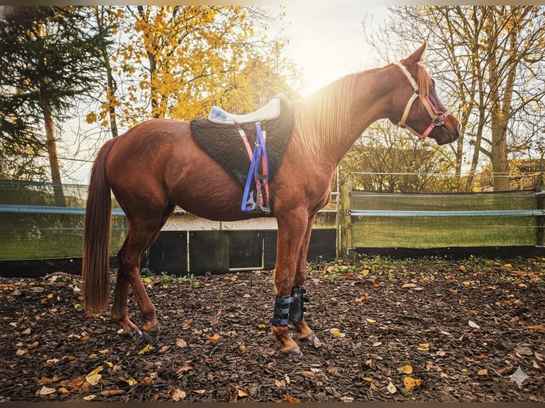 Anglo arabe Hongre 3 Ans 158 cm Alezan in Lahntal