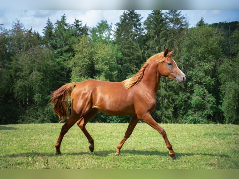 Anglo arabe Hongre 3 Ans 158 cm Alezan in Lahntal