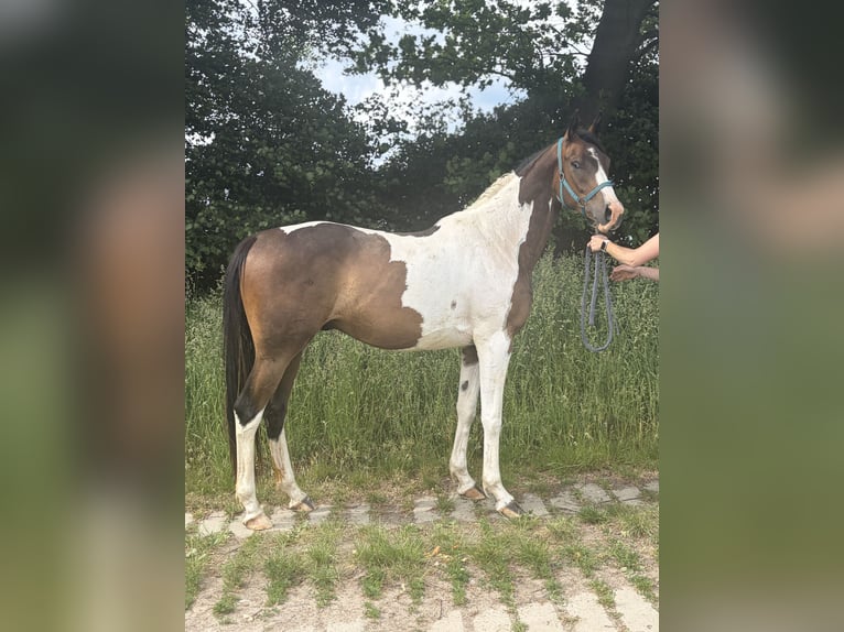 Anglo arabe Hongre 3 Ans 167 cm Pinto in Bad Oldesloe