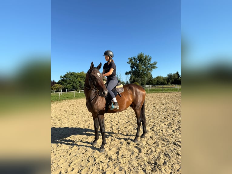 Anglo arabe Hongre 3 Ans 169 cm Bai brun in Santok
