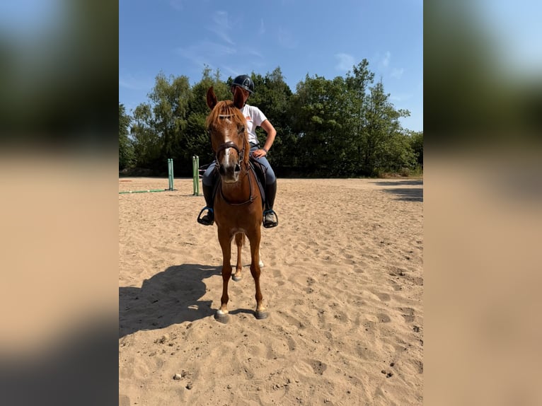 Anglo arabe Hongre 3 Ans Alezan in Saint Joseph